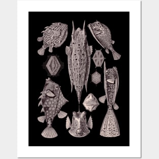 Ernst Haeckel Ostraciontes Fish Aubergine Posters and Art